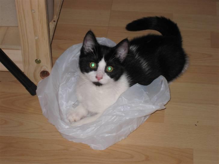 Huskat Mille - her er jeg 13 uger gammel billede 10