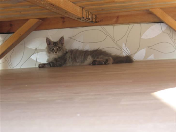 Maine Coon Mussolini - Minførste dag hos mine nye forældre! billede 6