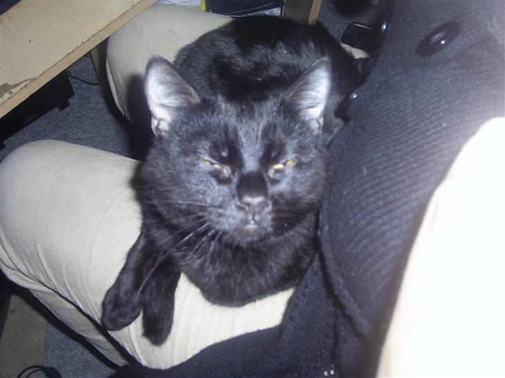 Blanding af racer Fister himmelkat - putter hos mor billede 11