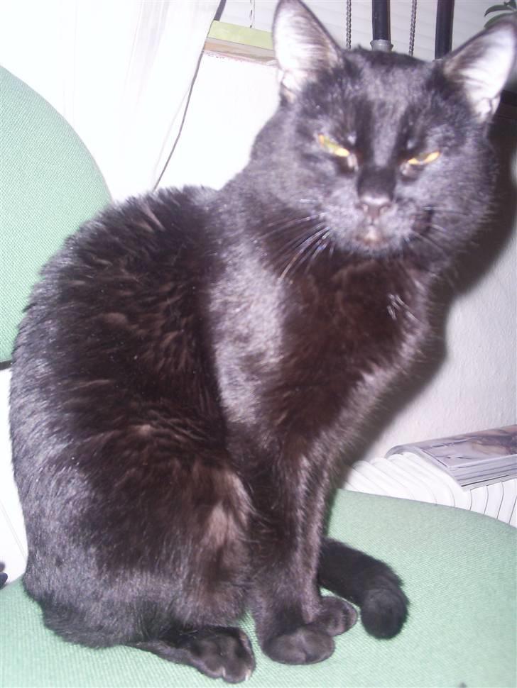 Blanding af racer Fister himmelkat - Haløjjj dame billede 12