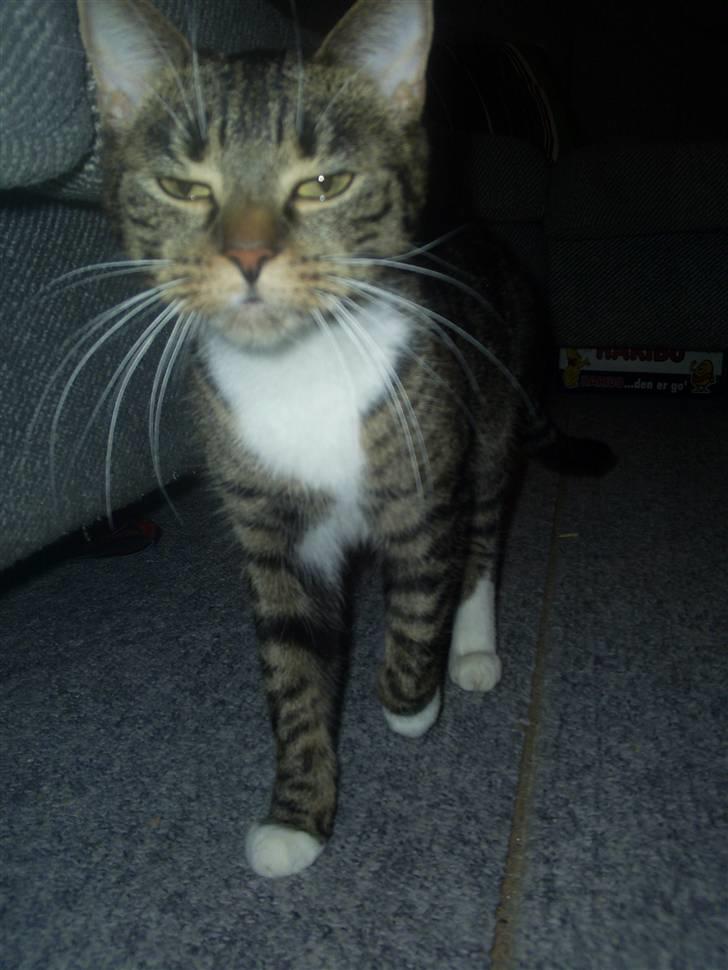 Huskat My Himmelkat ?? - Bette My billede 12