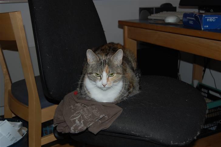 Huskat Venus billede 3