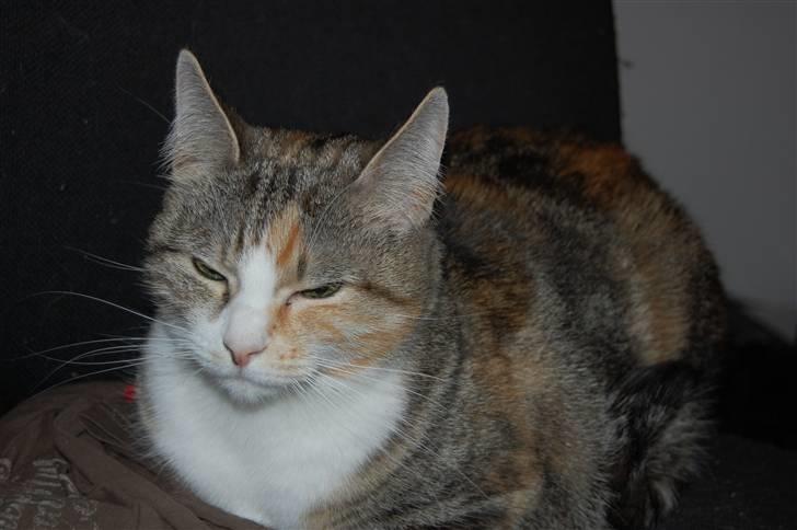 Huskat Venus billede 4