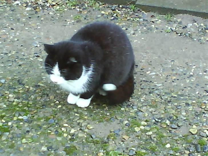 Huskat  Strandgaardens Panter billede 8