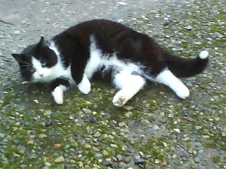 Huskat  Strandgaardens Panter - Nusss mig kom nu=b billede 9