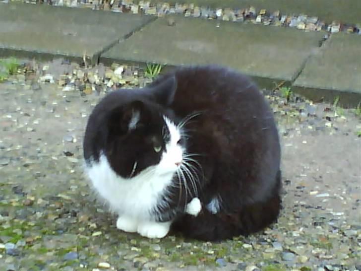 Huskat  Strandgaardens Panter billede 10