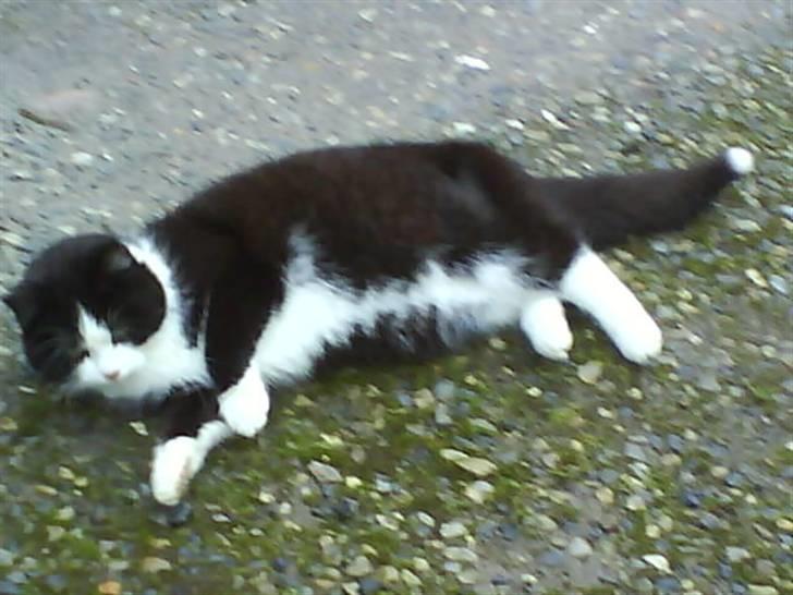 Huskat  Strandgaardens Panter - Du kan da ikke gå vidre når jeg er her... billede 11