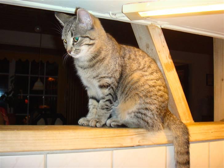 Blanding af racer perle R.I.P :,( - Velkommen til perle´s profil. billede 1