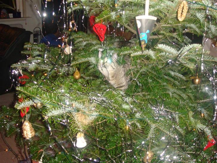 Blanding af racer perle R.I.P :,( - min kat ligger på vores juletræ billede 2