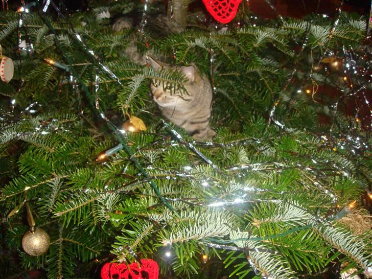 Blanding af racer perle R.I.P :,( - min kat sidder på juletræet billede 3