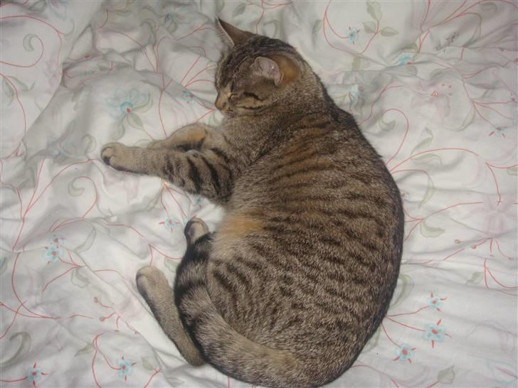 Blanding af racer perle R.I.P :,( - sover billede 4