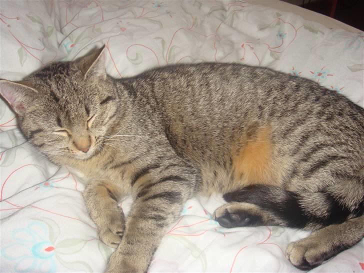 Blanding af racer perle R.I.P :,( - sover billede 5