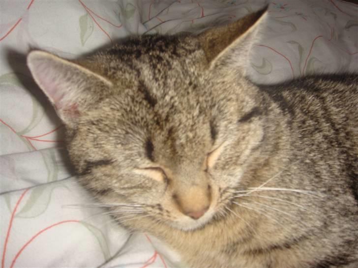 Blanding af racer perle R.I.P :,( - trætte kat billede 6