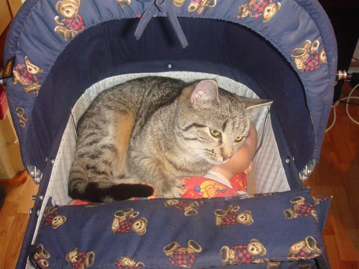 Blanding af racer perle R.I.P :,( - man kan godt se det er en lille killing billede 7