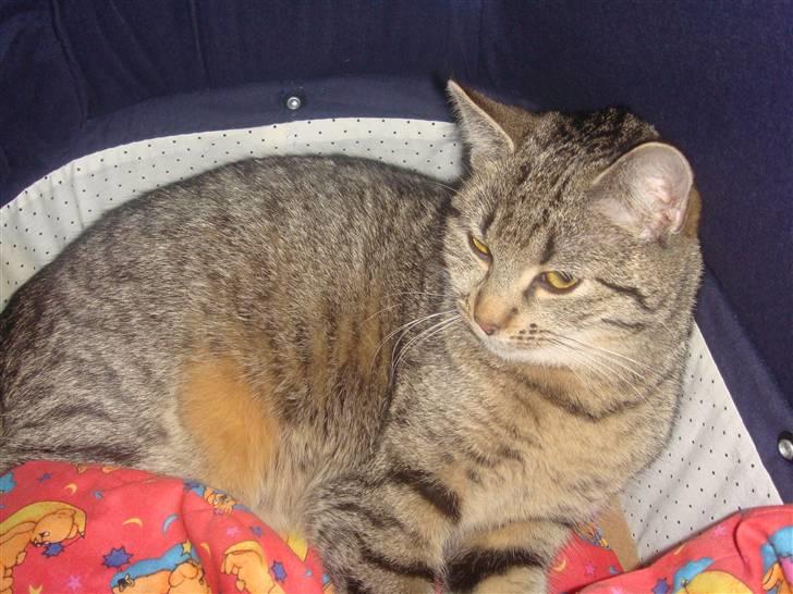 Blanding af racer perle R.I.P :,( - elsker den kat billede 8