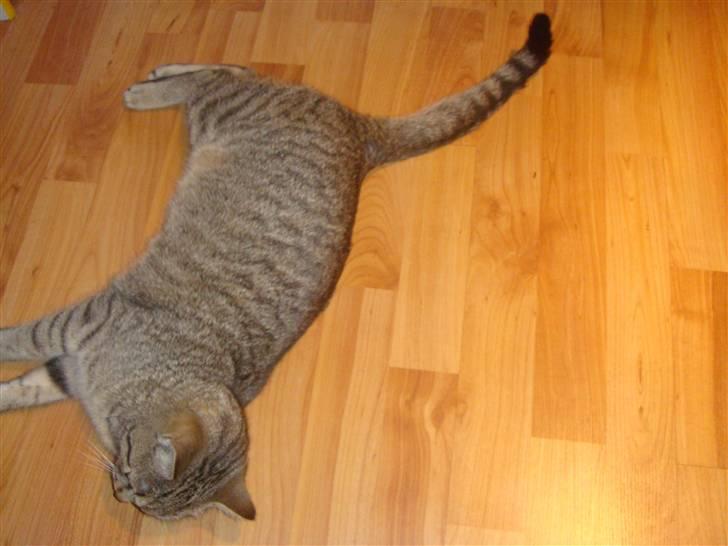 Blanding af racer perle R.I.P :,( - flader den ud billede 9