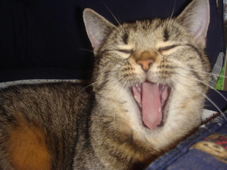 Blanding af racer perle R.I.P :,( - gaaaaab billede 10