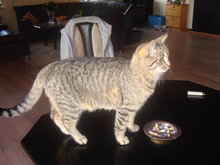 Blanding af racer perle R.I.P :,( - <3 billede 11