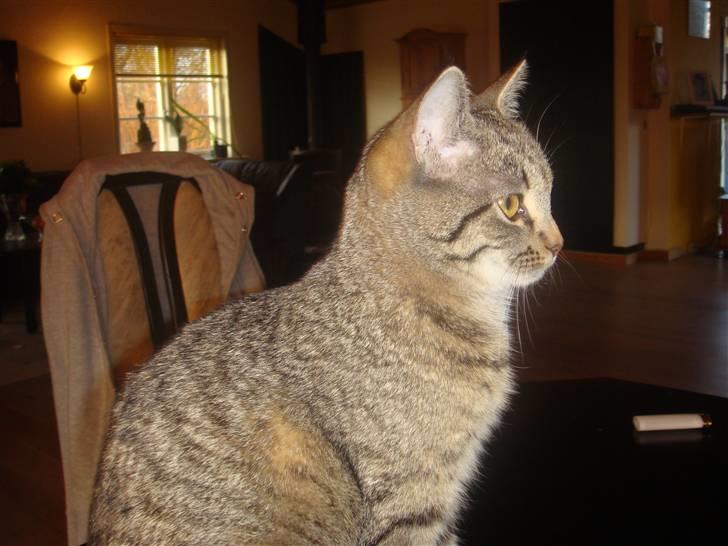 Blanding af racer perle R.I.P :,( - <3 billede 12