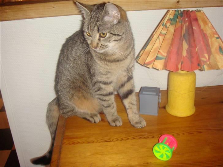 Blanding af racer perle R.I.P :,( - <3 billede 13