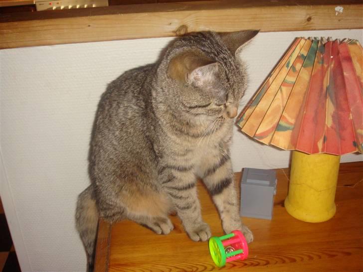 Blanding af racer perle R.I.P :,( - <3 billede 14