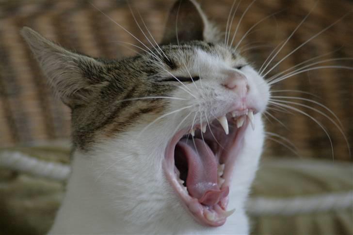 Huskat Oliver R.I.P  billede 19