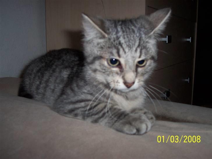 Huskat Lucifer (Louie) *solgt* - Falder snart i søvn... billede 8