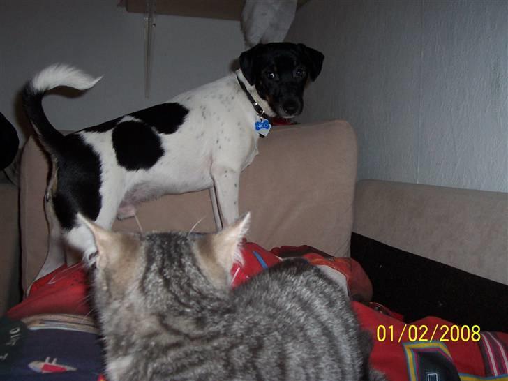 Huskat Lucifer (Louie) *solgt* - Nu det altså MIN mor, vovhund !! billede 9