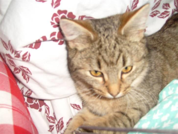 Blanding af racer Sigo - Miin smukke og dejlige mis SIGO <3  billede 1