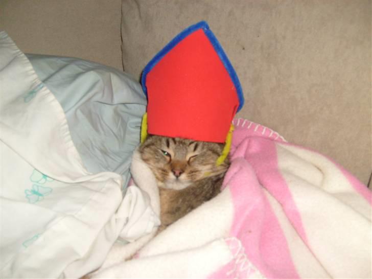 Blanding af racer Sigo - Haha XD nytårsaften ... self skulle han ogs have en hat :D billede 2