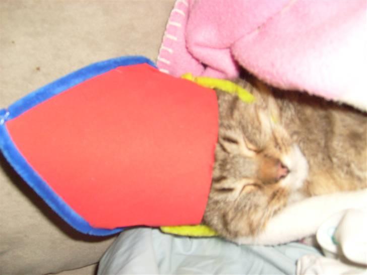 Blanding af racer Sigo - Jeg er bare så lækker med den her hat på XD billede 3