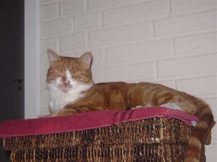 Huskat gismo   billede 16