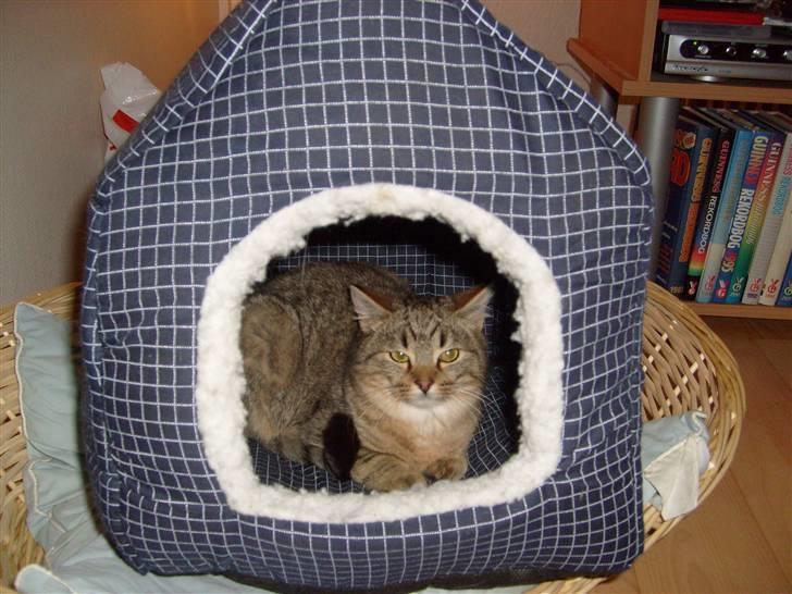 Blanding af racer Sigo - Hejj med dig :D jeg har lige jagtet en legetøjsmus i et kvarter så nu er jeg træt :D billede 4