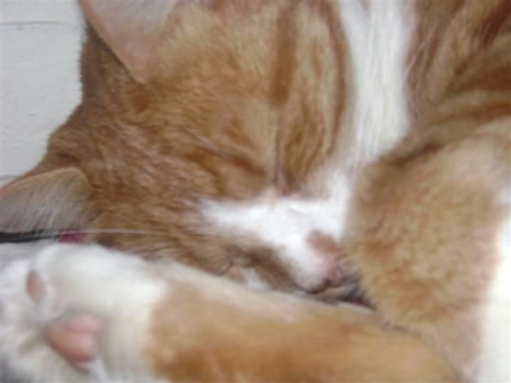 Huskat gismo   billede 18