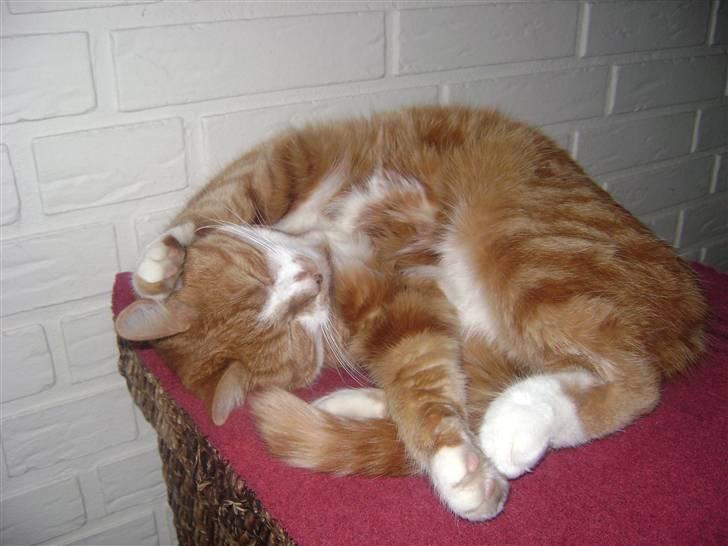 Huskat gismo   billede 19