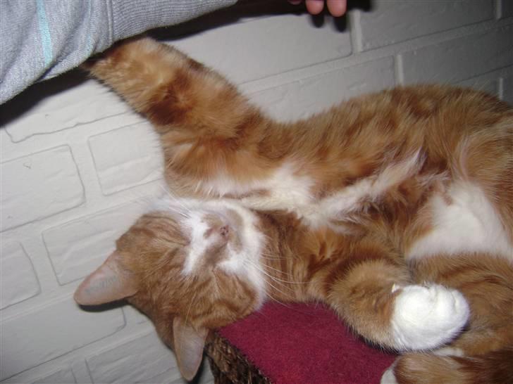 Huskat gismo   billede 20