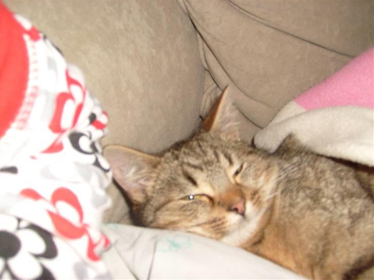 Blanding af racer Sigo - ihh hvor er jeg træt jeg tager lige en lille lur :D billede 5