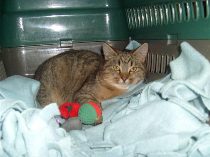 Blanding af racer Sigo - du for ikke lov til at tage mit legetøj!!! (XD) billede 6