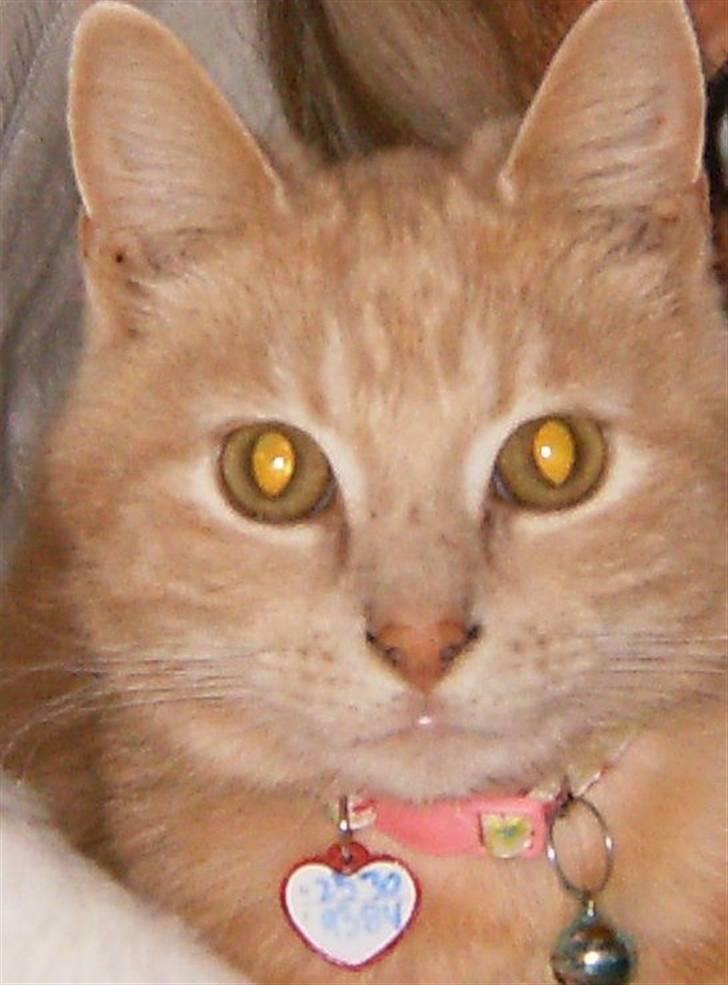 Huskat culo billede 6