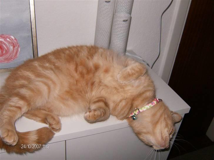 Huskat culo billede 7