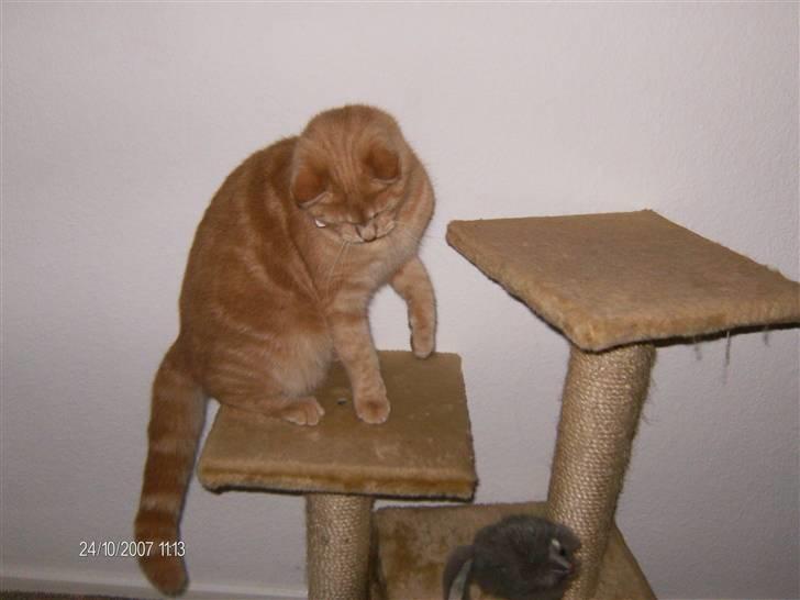 Huskat culo billede 8