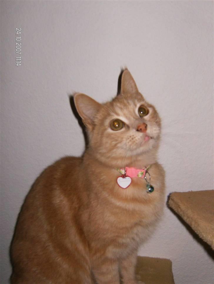 Huskat culo billede 9