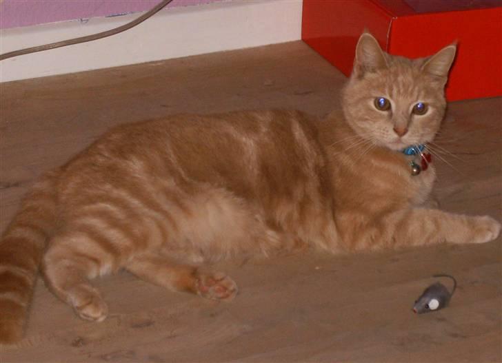 Huskat culo billede 10