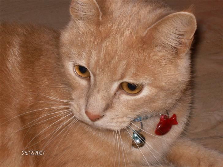 Huskat culo billede 11