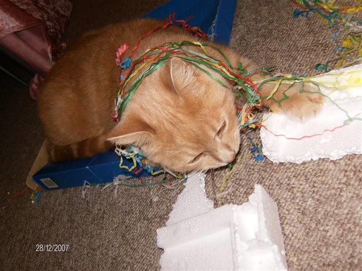 Huskat culo billede 12