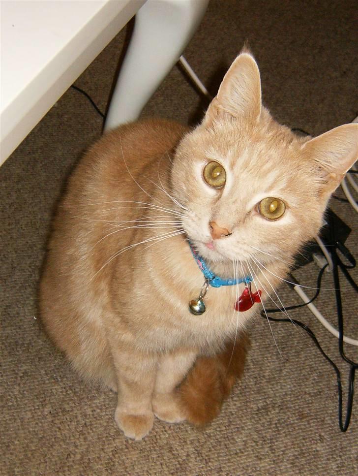 Huskat culo billede 13