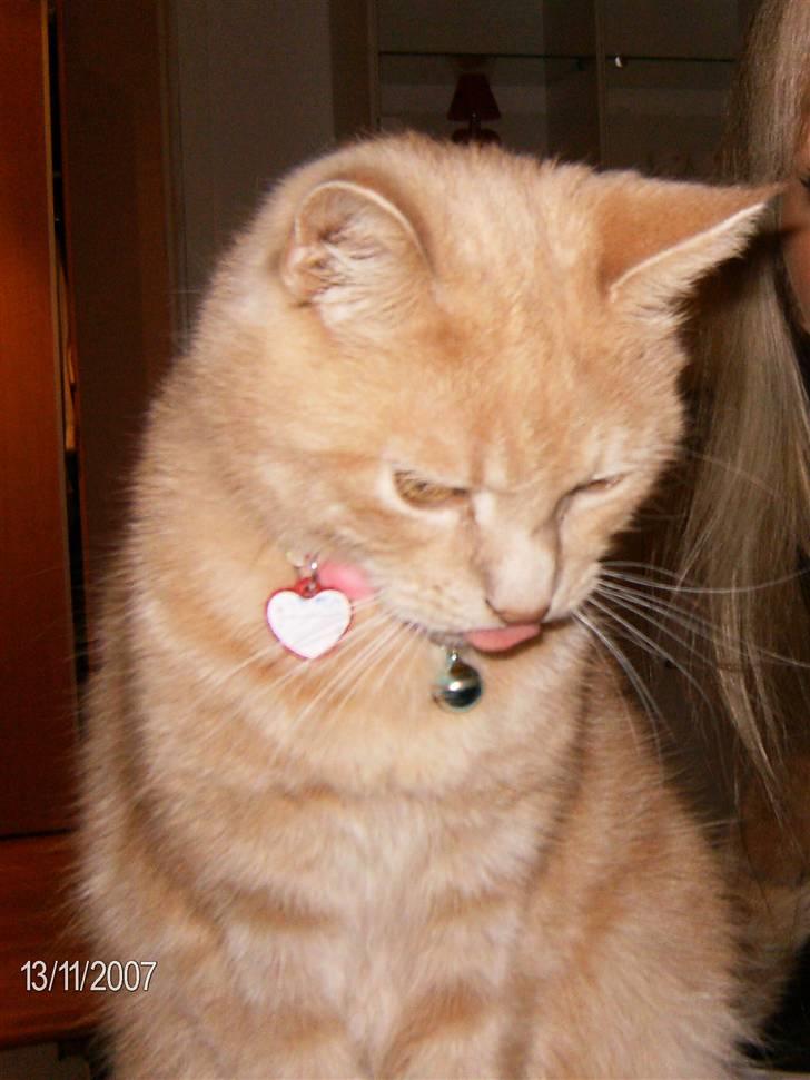 Huskat culo billede 14