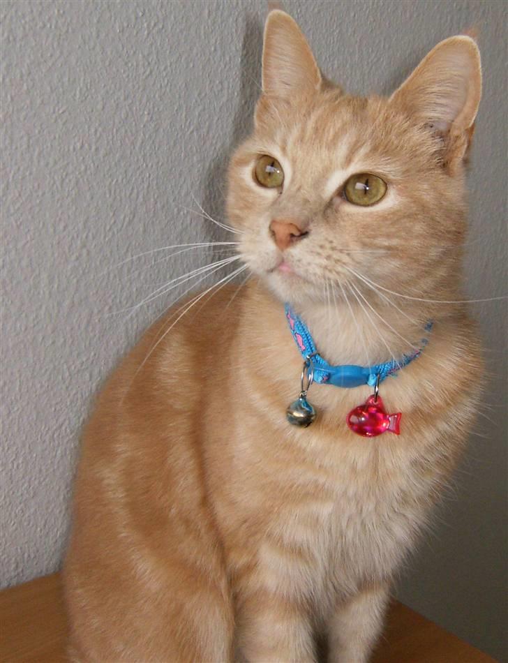 Huskat culo billede 16