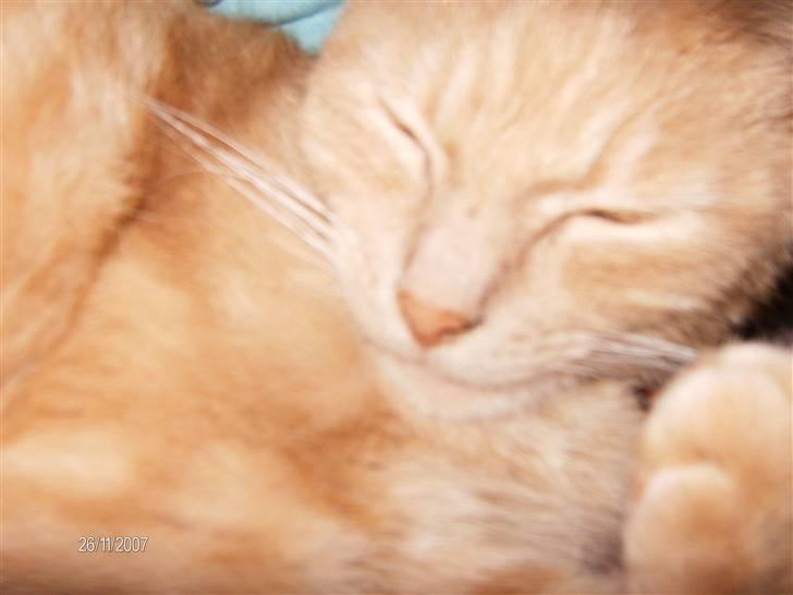 Huskat culo billede 17