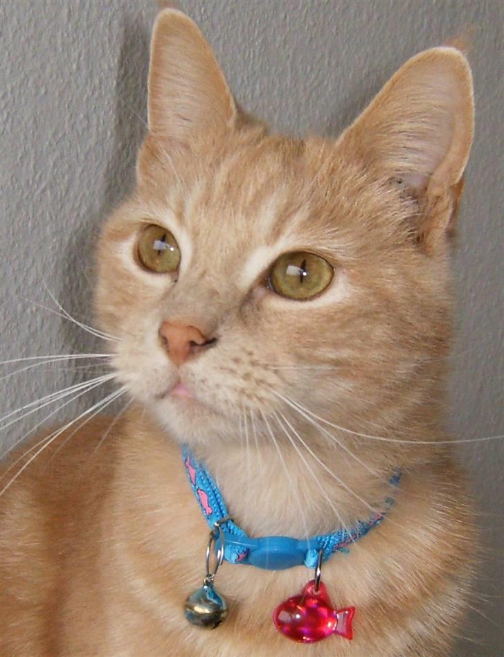 Huskat culo billede 18